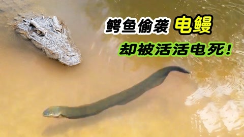 科幻电影解说大全 鳄鱼偷袭电鳗却被电死