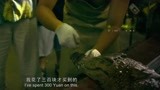 《百万巨鳄》：胖子一下子被咬了，用手触摸鳄鱼，真是勇敢
