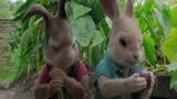比得兔：小兔子们一进菜园子，暴露吃货本性，疯狂吃萝卜！