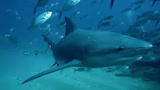 《巨齿鲨2：深渊》发布“下烛九溟”特别视频
