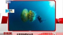 巨型深海野村水母