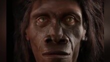 酷炫！一分钟看完600万年的人类脸部进化史
