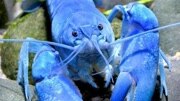 恐怖美食：水煮变异蓝龙虾
