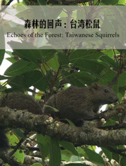 森林的回声：台湾松鼠
