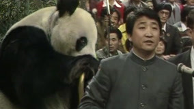 线上看 国宝大熊猫首登春晚舞台 (1987) 带字幕 中文配音