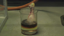 轻松融化玻璃的氢氟酸，能腐蚀掉鸡腿吗？遇见了躲远点！