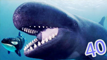 【XY小源】海底大猎杀 第40期 虎鲸与梅尔维尔鲸