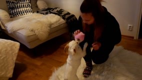  《另一个我》海蒂收养父亲捡回来的流浪狗 (2016) 日本語字幕 英語吹き替え