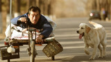 堪比忠犬八公的国产高分电影《忠爱无言》
