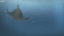 捕食者X -最强大的海洋爬行动物永远行星恐龙-英国广播公司