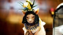 美国阿尔贡金酒店举行复古“猫咪时装秀”