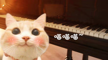 用11种乐器演奏网络神曲《学猫叫》，钢琴版明显高大上了呢！