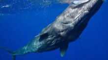 远古巨兽梅尔维尔鲸，与巨齿鲨同等级，大白鲨只是他的开胃菜！