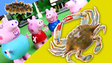 佩奇乔治和善于自我保护的小动物螃蟹 乌龟 海参 玩具科普故事