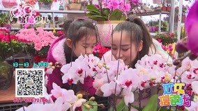 线上看 来花卉市场感受冬日里的春天 (2017) 带字幕 中文配音