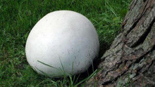 老外花18万买一个大蘑菇