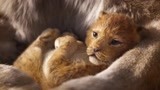 迪士尼年度真人巨制《狮子王》全球首支先导预告片王者归来