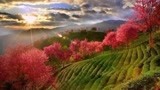 存在于《天龙八部》的景色变成现实，满山樱花美成一幅画被人遗忘