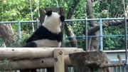 熊貓香香已然是個大寶寶了，這一坨胖胖的背影，誰不喜歡呢？