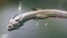 龙