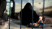 宝宝刚出生就被拐走，意外掉进猩猩笼子里，竟然认大猩猩当妈！