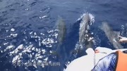 踏上帕勞安格爾島海釣之旅，海上偶遇海豚群，海景真是太美了