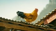 上海环球港养了“一群活鸡”？原来是腾讯视频干的