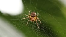 蜘蛛织网时，第一根线是怎么到另一边的？