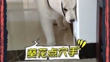 狗子被点穴是什么反应？