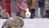 大汉天子：黄晓明参加兔王大赛，兔兔那么可爱为什么要吃兔兔
