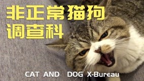 Watch the latest Cat and Dog X-Bureau Episode 2 (2019) with English subtitle English Subtitle