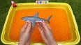 带你认识海洋里的大白鲨玩具