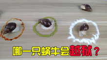 白玉蜗牛放到辣椒、芥末、盐圈里面，会有什么反应？