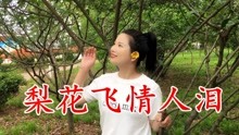 歌曲谱梨花飞情人泪_梨花飞情人泪歌曲图片(4)