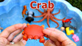 带你认识肥美的红色小螃蟹玩具