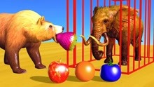 熊用水果喂动物变色
