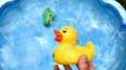 带你认识在水里游泳的小黄鸭玩具