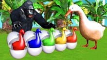 儿童学习认识颜色 大猩猩救助鸭妈妈和孩子们 英语早教益智动画