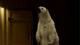 《北极大冒险（普通话）》北极熊竟然进入居民区！