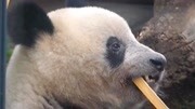 集萬千寵愛於一身的熊貓香香又來圈粉了！超級乖巧的吃相好萌好萌