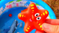 带你认识在深海生活的动物海星玩具