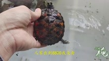 小池养龟：一池待养成极品的火焰龟，最漂亮的出价8800都没卖