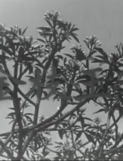金枝玉叶（1959）