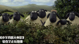 小羊肖恩大电影：主人生病住院，小羊们开始狂欢，偷偷溜上车