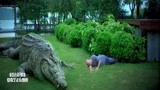 百万巨鳄：养鳄人去世，8米巨鳄跟着死亡，感动！