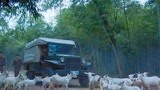最后99天：军车被一群羊围攻，远远脱离囚车