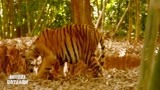 虎兄虎弟：老虎在树林里开心玩耍，不料掉入了狩猎者的陷阱