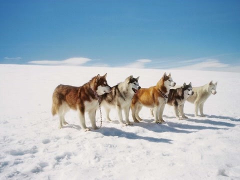 八只狗狗被主人遗弃在南极半年之久,当主人返回南极后顿时哭了