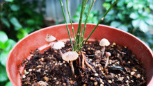 文竹盆土里长蘑菇，别以为是好事，要及时处理