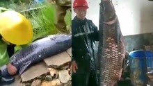 岳阳水库捞出1米多长145斤大鱼 工作人员：已经吃掉了 不好吃